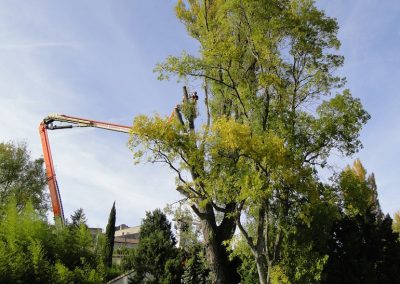 Élagage et abattage difficile d'un peuplier effectué avec l'aide d'une nacelle , en Drôme