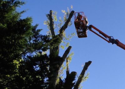 Abattage difficile d'un peuplier par les élagueurs de haute voltige de En grimant dans l'arbre