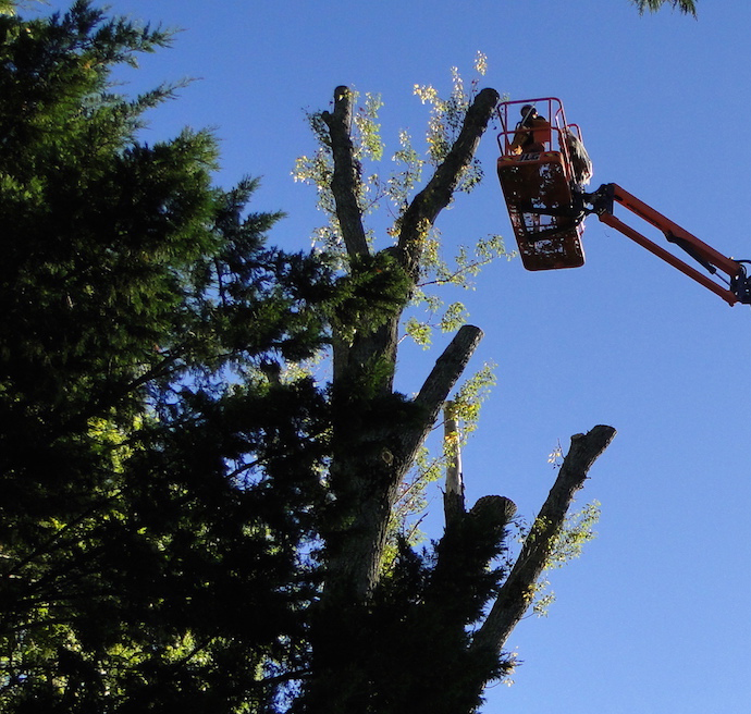 L'élagage des arbres d'ornement en Drôme