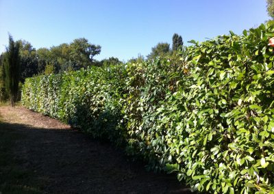 Taille de haie en Drôme par les élagueurs de En Grimpant dans l'arbre