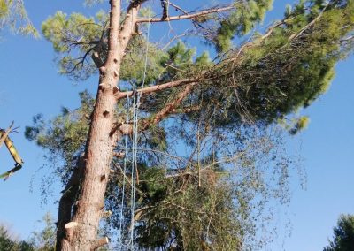 Élagage difficile d'un arbre chez des particuliers par en Grimpant dans l'arbre