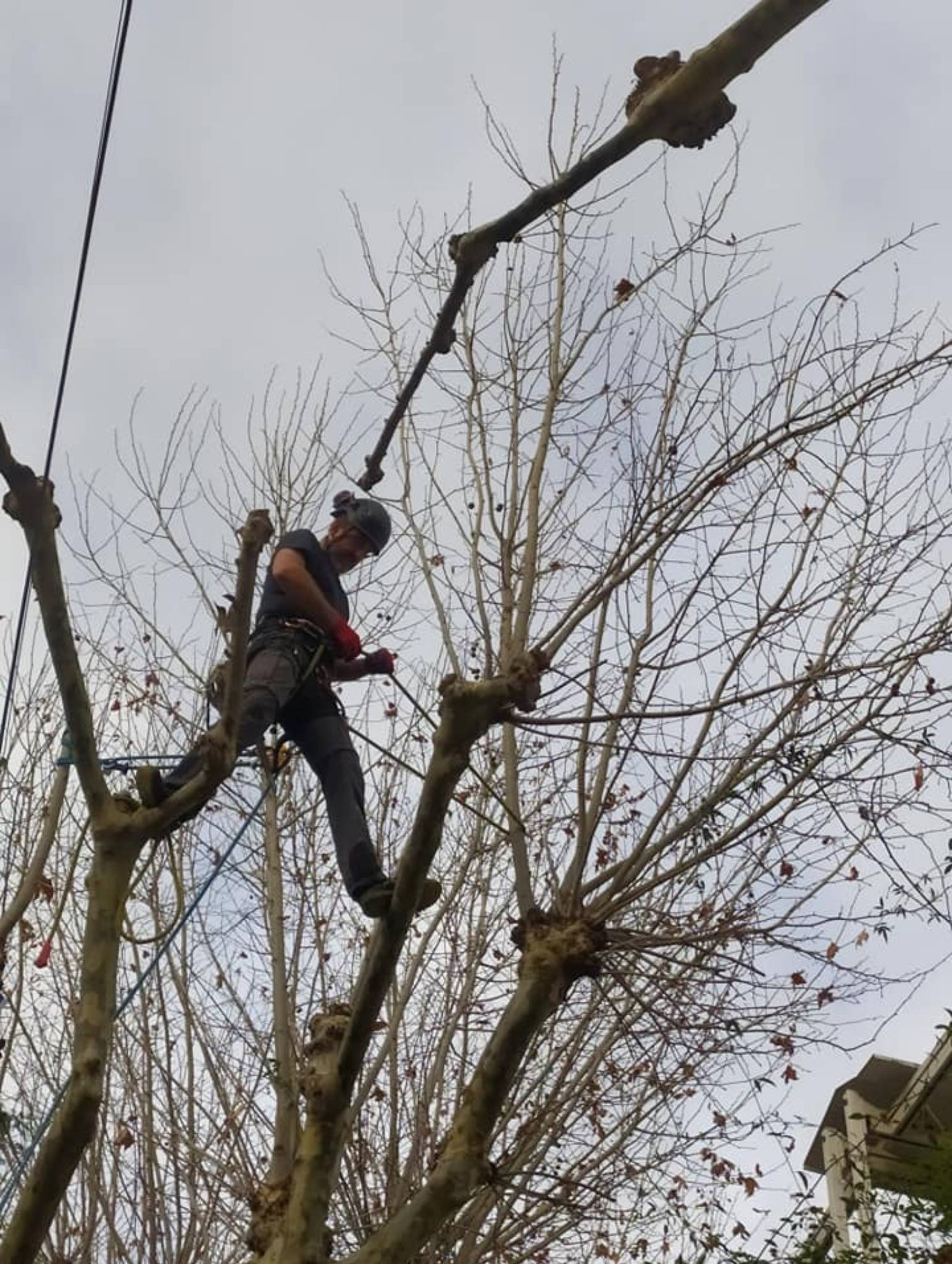 Élagage de voltige de pins en Drôme pour un particulier