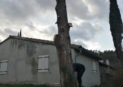 Abattage d'un arbre en Drôme chez un particulier
