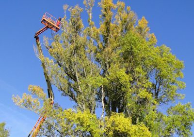 Élagage difficile depuis une nacelle d'un peuplier en Drôme pour une collectivité