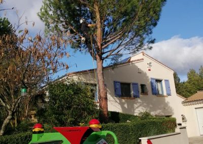 Élagage difficile d'un pin par en Grimpant dans l'arbre pour un particulier en Drôme