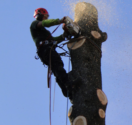 Élagage de haute voltige en Drôme