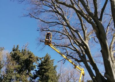 Élagage difficile d'un mococoulier par en Grimpant dans l'arbre