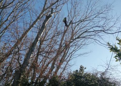 Étêtage de peuplier par les élagueurs de en Grimpant dans l'arbre