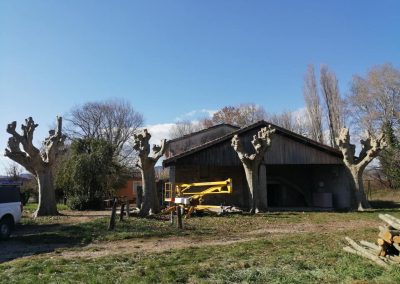 Gros élagage de platanes par en Grimpant dans l'arbre, en Drôme