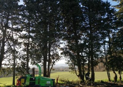 Élagage d'arbres en Drôme par en grimpant dans l'arbre
