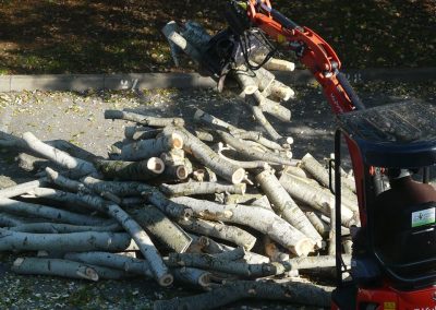 Nettoyage d'un chantier abattage par en grimpant dans l'arbre