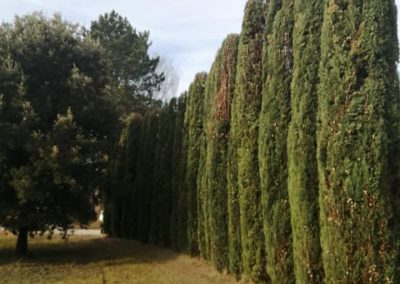 Taille de cyprès par les élagueurs de En grimpant dans l'arbre