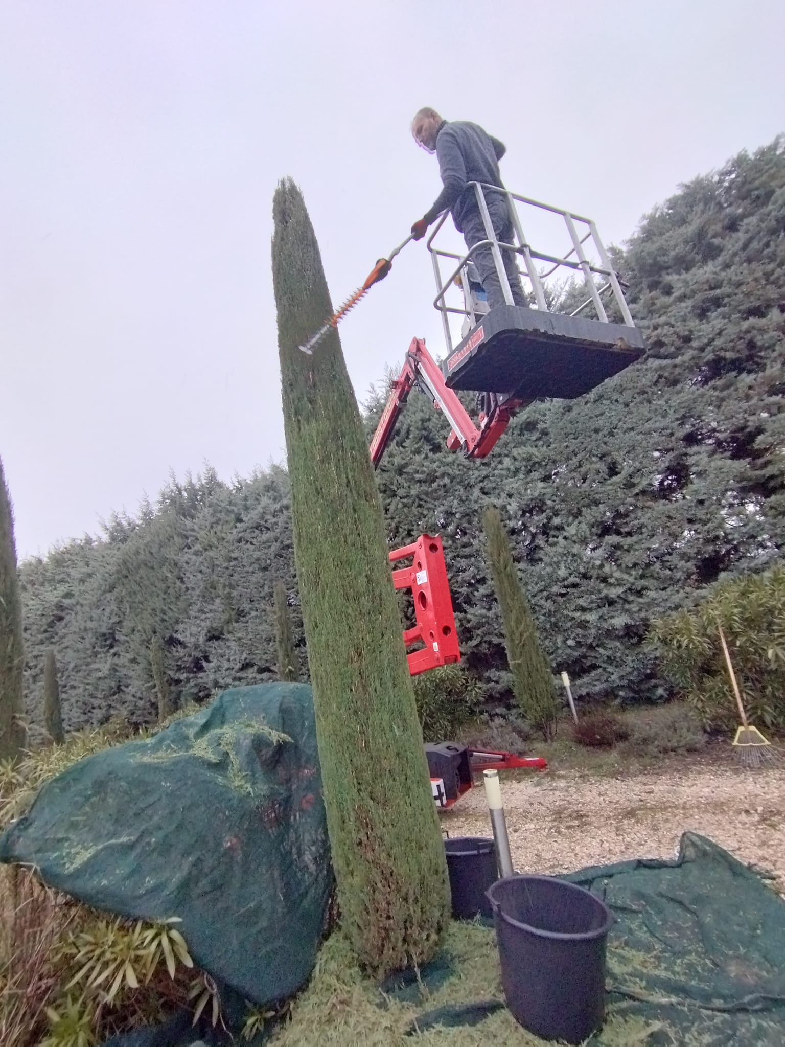 Abattage d'arbre et entretien en Drôme