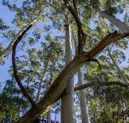 Travaux d'urgence nécessitant l'abattage d'un arbre en Drôme 