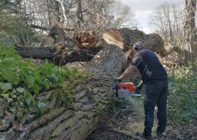 Tronçonnage et débitage d'un arbre par les élageurs d'En Grimpant dans l'arbre